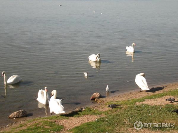 Туристический комплекс Нарочь (Беларусь, Минская область) фото