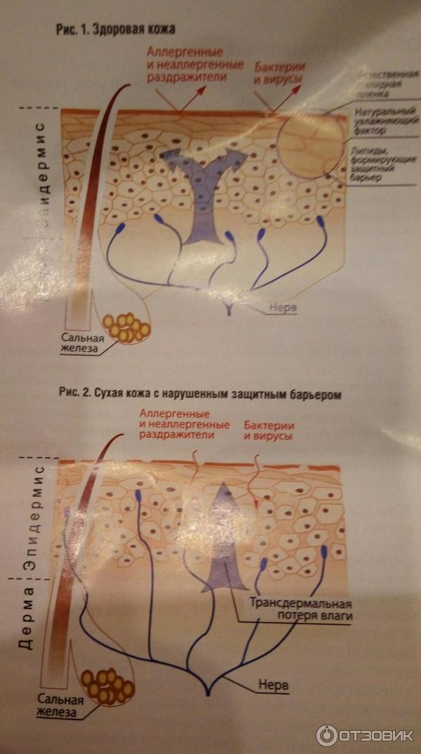 Крем для лица с гиалуроновой кислотой Фармтек Skin-Activ фото