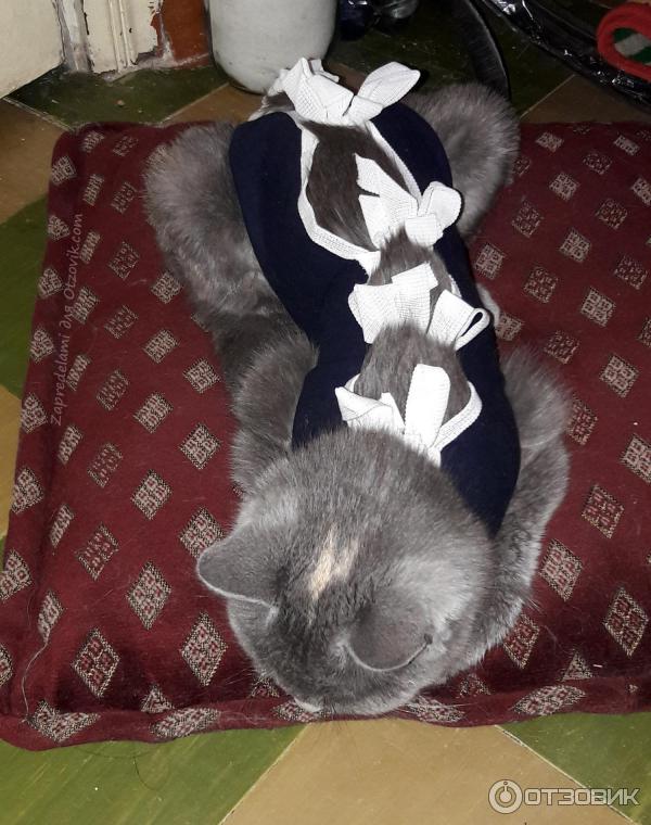 Цена Стерилизации Кошки