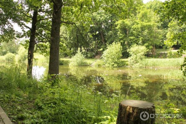 Дуб Богдана Хмельницкого в пос. Дубовое (Россия, Белгород) фото