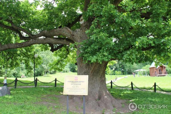 Дуб Богдана Хмельницкого в пос. Дубовое (Россия, Белгород) фото