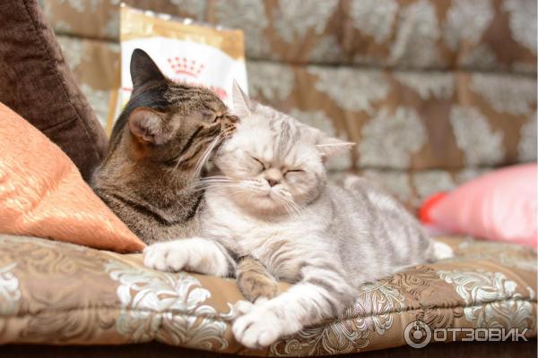 Сухой корм для кошек Royal Canin Persian фото