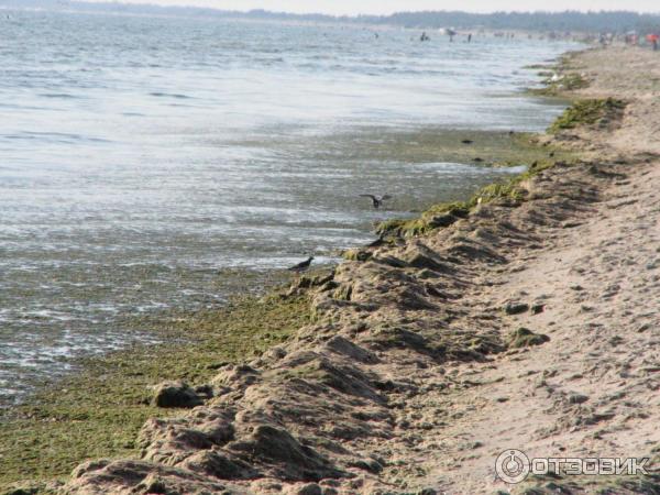 берег моря и куча водорослей