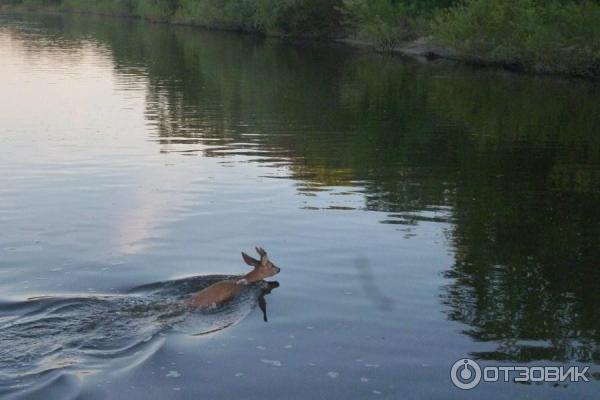 Речная прогулка на теплоходе Зуша (Россия, Серпухов) фото