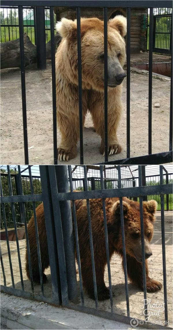 Старый оскол зоопарк аттракционы. Старый оскол зоопарк аттракционы. Работа зоопарка в старом осколе. Работа зоопарка в старом осколе. Зоопарк старый оскол.