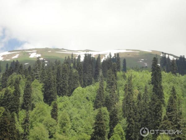 Экскурсия на Альпийские луга (Абхазия, Гудаутский район) фото