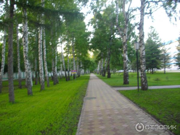 березовая аллея