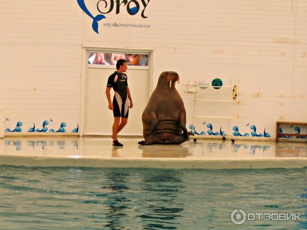 Дельфинарий Troy Aqua и Dolphinarium (Турция, Белек)