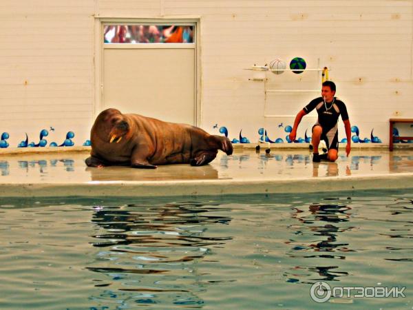 Дельфинарий Troy Aqua и Dolphinarium (Турция, Белек)