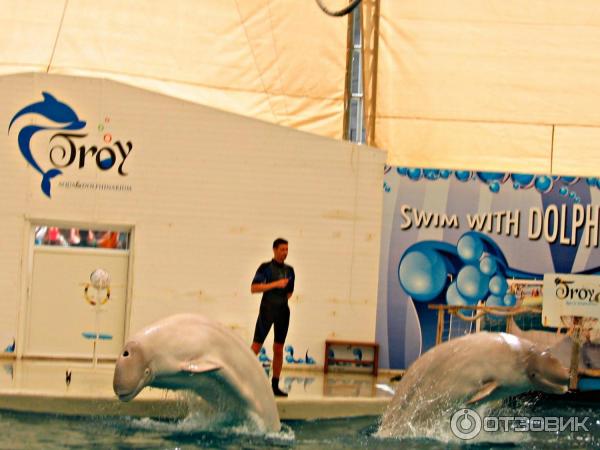 Дельфинарий Troy Aqua и Dolphinarium (Турция, Белек)