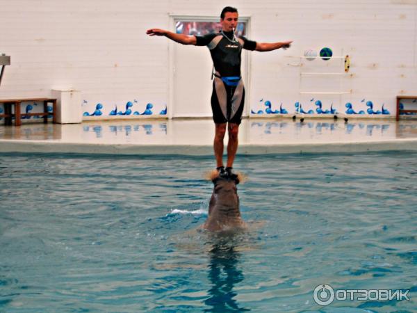 Дельфинарий Troy Aqua и Dolphinarium (Турция, Белек)