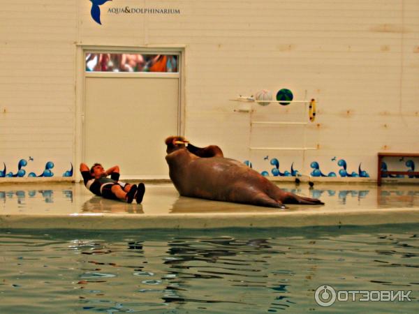 Дельфинарий Troy Aqua и Dolphinarium (Турция, Белек)