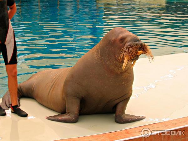 Дельфинарий Troy Aqua и Dolphinarium (Турция, Белек)