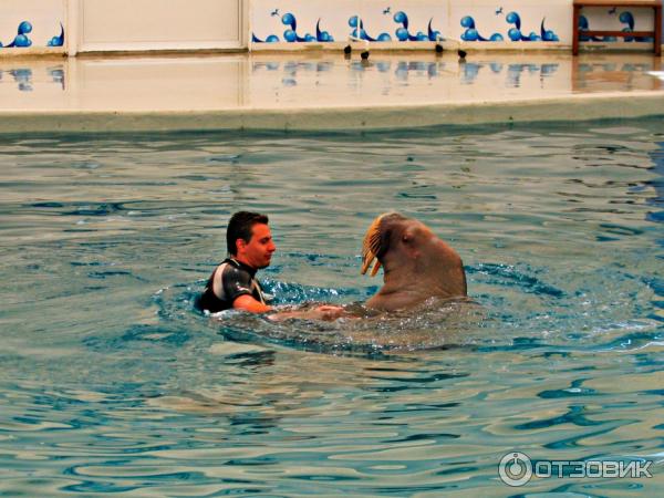 Дельфинарий Troy Aqua и Dolphinarium (Турция, Белек)