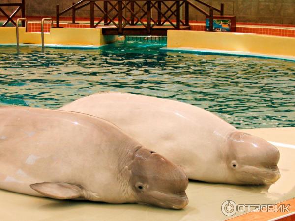 Дельфинарий Troy Aqua и Dolphinarium (Турция, Белек)