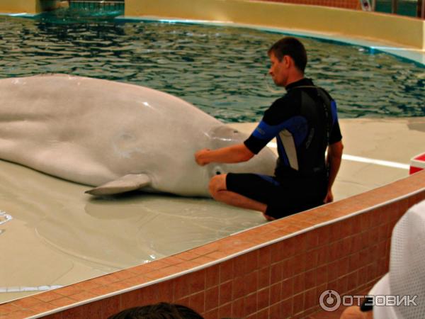 Дельфинарий Troy Aqua и Dolphinarium (Турция, Белек)