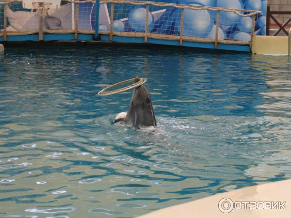 Дельфинарий Troy Aqua и Dolphinarium (Турция, Белек)