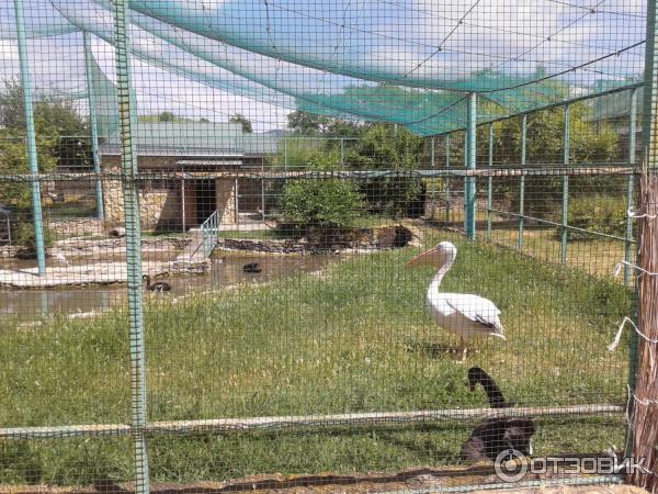 Парк живой природы додо фото Отзыв о Парк живой природы "ДоДо" (Россия, Новороссийск) .Неплохой Анапский парк