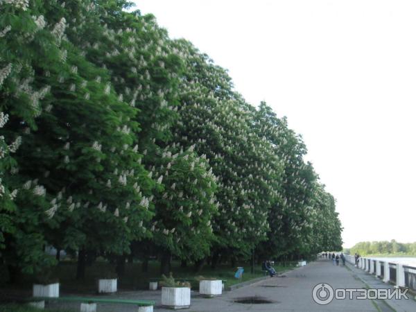 Городской парк на набережной Припяти (Беларусь, Пинск) фото