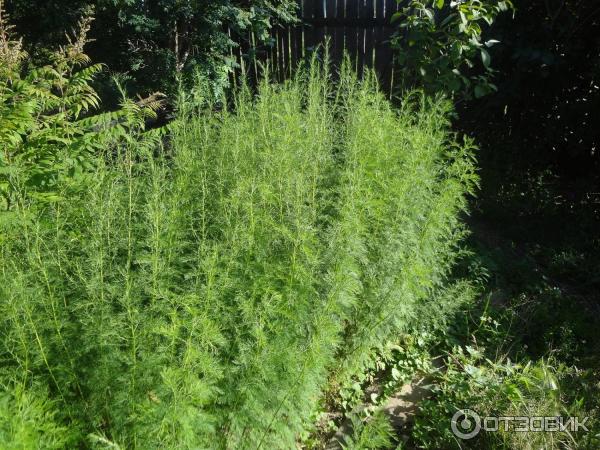 Artemisia abrotanum, Полынь древовидная