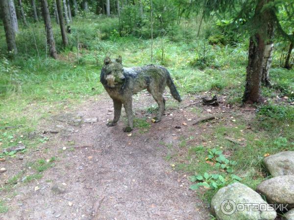 Экотропа лукоморье в лисьем. Зоопарк в Мандрогах. Тропа Лукоморье. Экотропа у Лукоморья. Экотропа Лукоморье в Лисьем носу.