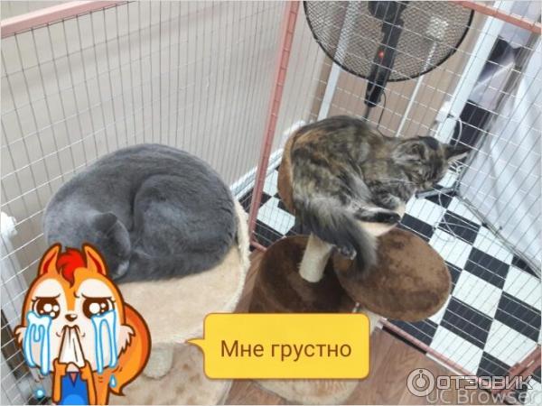 Иваново выставка кошек