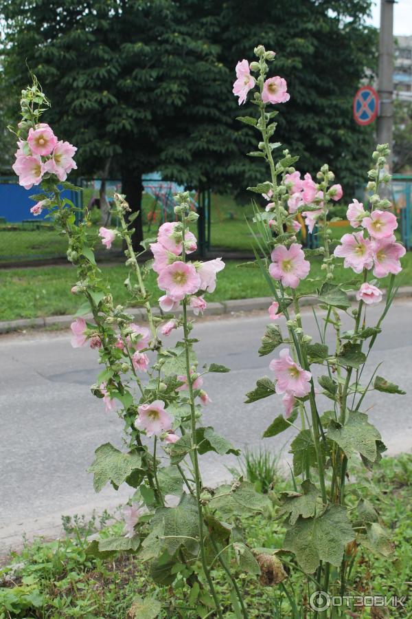 Виды Мальвы Многолетней Фото Название