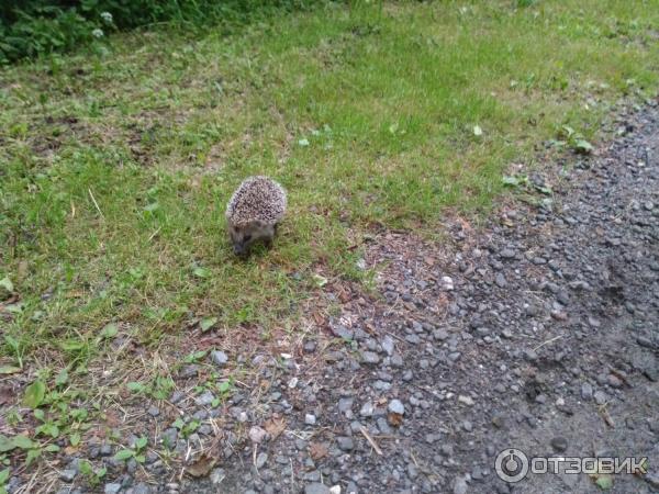 Пансионат с лечением Звенигород СТД РФ фото