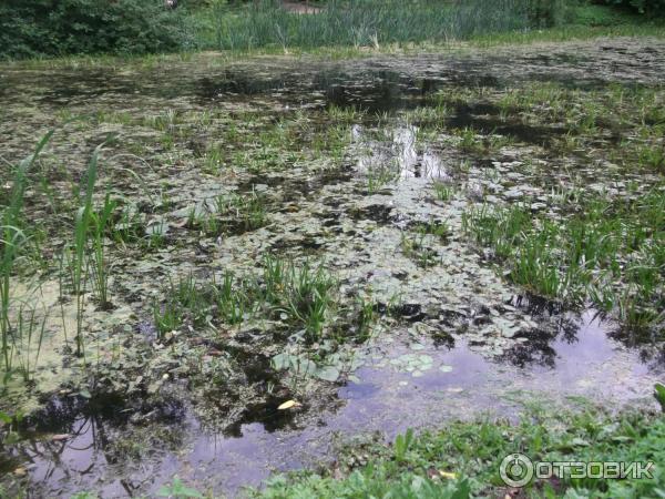 Ботанический сад МГУ (Аптекарский огород) (Россия, Москва) фото