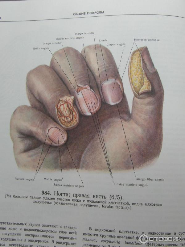 Учебник синельникова по анатомии. Строение ногтя анатомия. Строение ногтя и ногтевой пластины. Анатомическое строение ногтя. Анатомический атлас Синельникова.