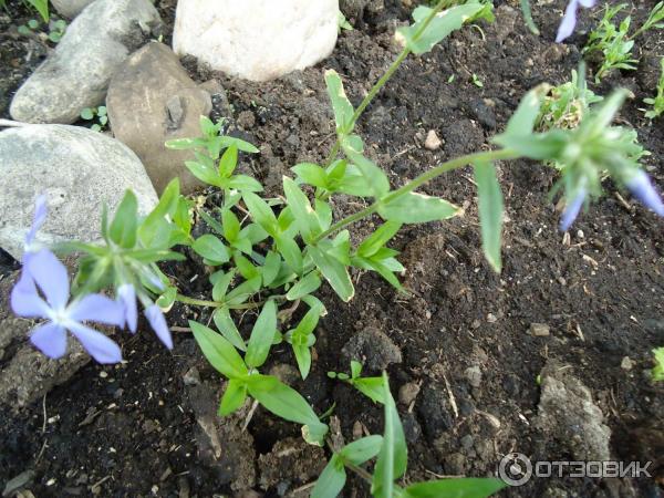 Барвинок Семена Купить В Москве