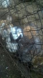 Санаторий "Сибиряк" (Россия, Бердск) фото