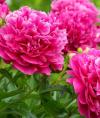 annsin83