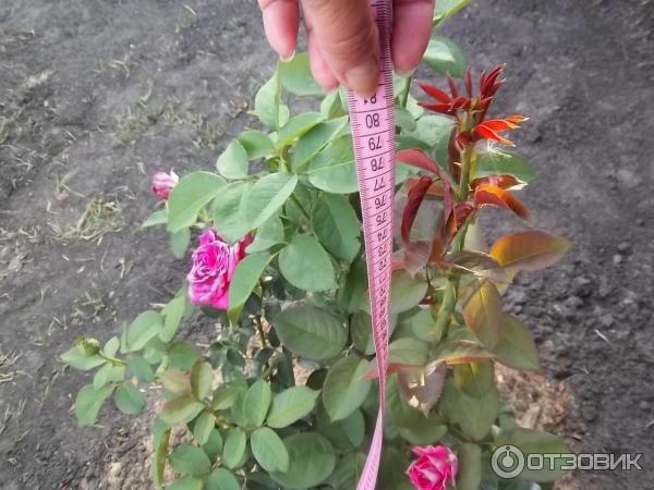 Роза сорт Лолита Лемпика фото