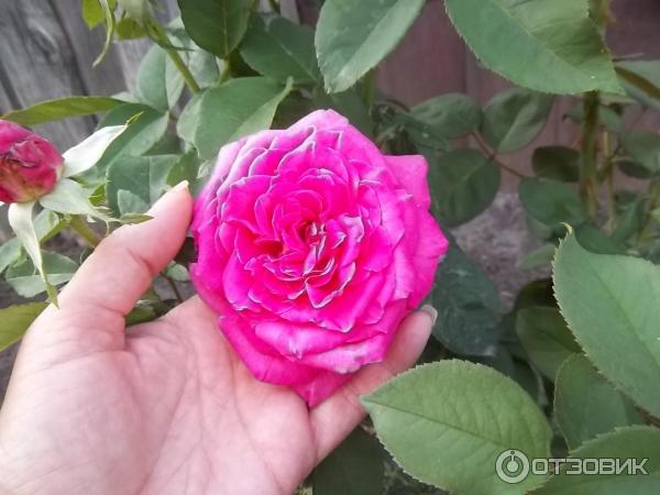 Роза сорт Лолита Лемпика фото