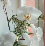 Смартфон ZTE Blade A610 фото