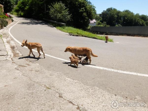 Гора Ахун (Россия, Сочи) фото