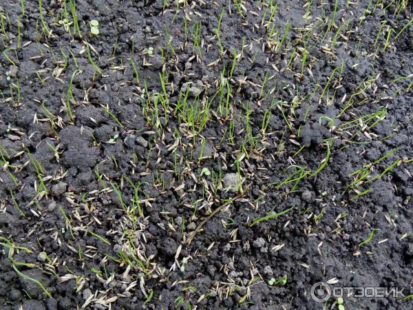 Овсяница луговая всходы. Сколько всходит газонная трава после посева. Через сколько дней после посева всходит газон. Когда всходит газон. Всходы газона.