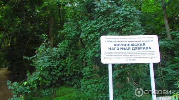 Поросший лесом склон к... - Нагорная дубрава "Улитинская" - Landscapes and habit