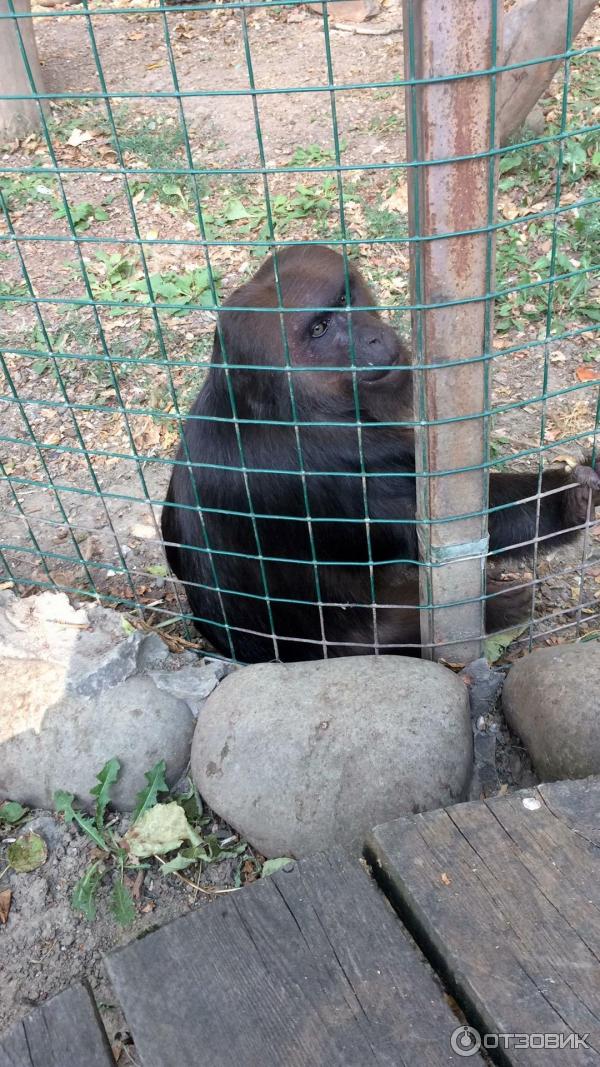 Сафари Парк Краснодар Цена