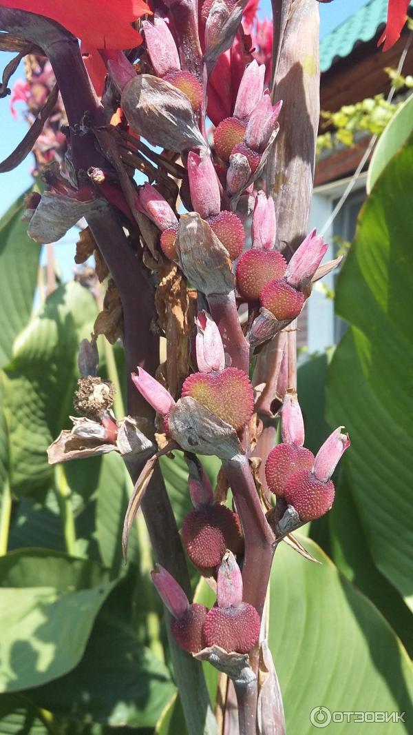 Канны цветы клубни. Канны клубневые. Как хранить цветок канна. Как хранить цветок канна. Луковицы канн к зиме.