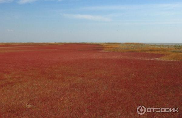 красные поля Бакальского заповедника