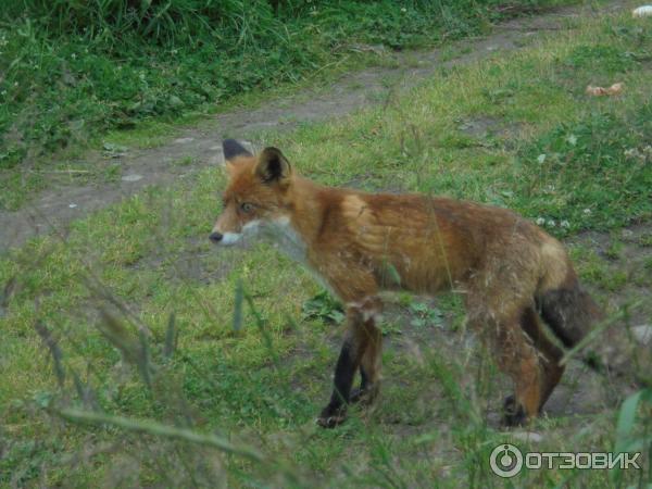 Экскурсия по острову Анзер (Россия, Архангельская область, Соловецкие острова) фото