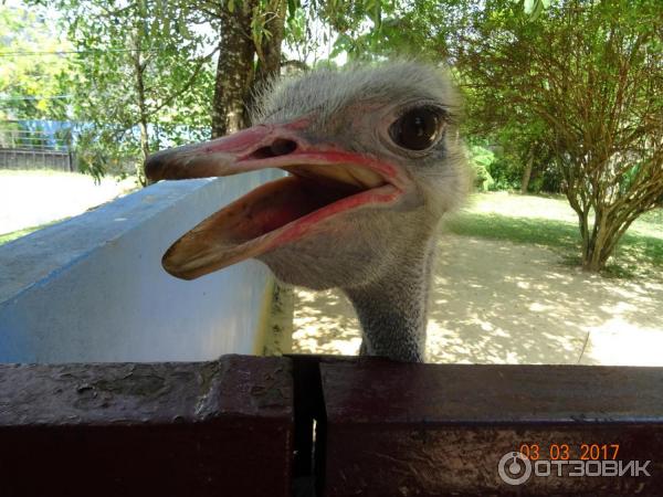 Парк Bird Paradise Wildlife Park Langkawi