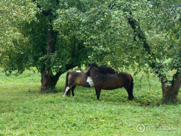 Ясная Поляна (Россия, Тульская область) фото