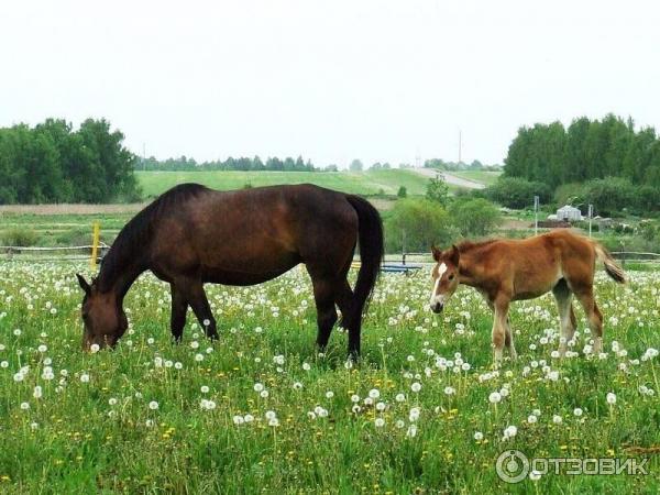 Село Великое (Россия, Ярославская область) фото