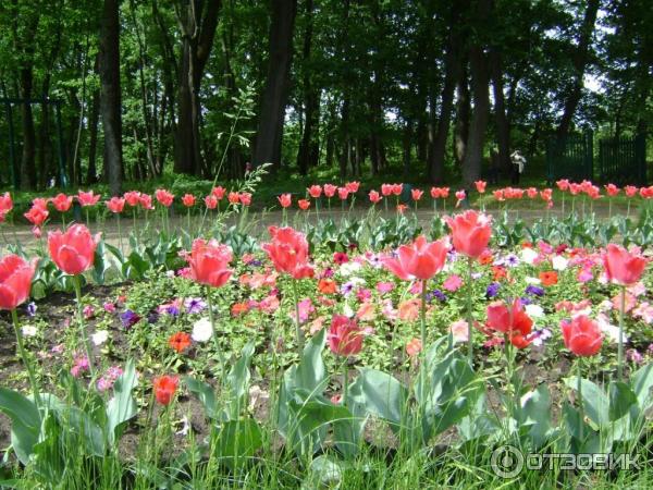 Ясная Поляна (Россия, Тульская область) фото