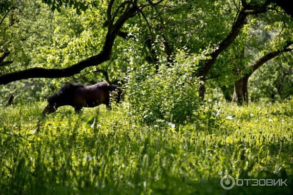 Ясная Поляна (Россия, Тульская область) фото