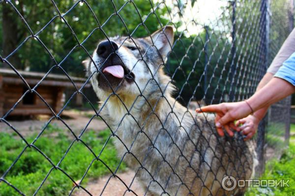 Зооград в пушкинских. Зооград пушкинские горы. Пушкинский зооград режим работы. Пушкинский зооград режим работы. Пушкинский зооград режим работы.
