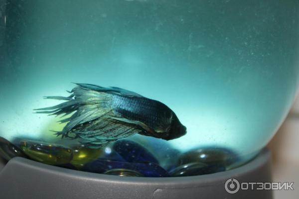 Аквариум Tetra Betta bowl фото